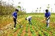 Đẩy mạnh diện tích trồng xen canh